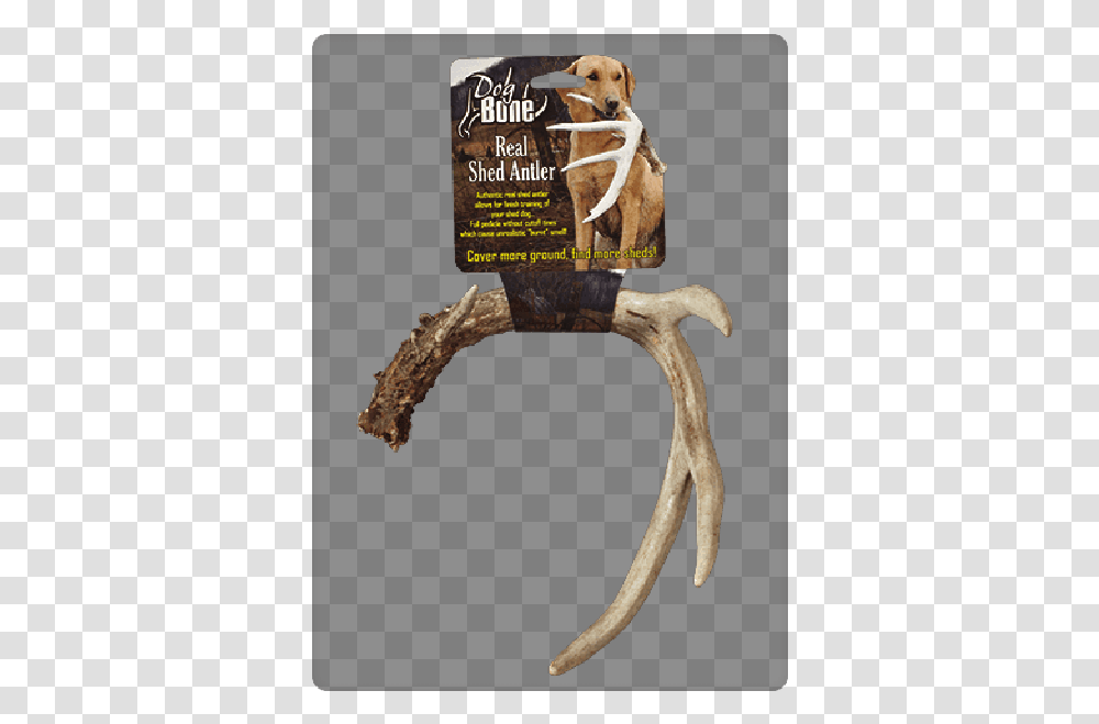 Goose, Antler, Dog, Pet, Canine Transparent Png