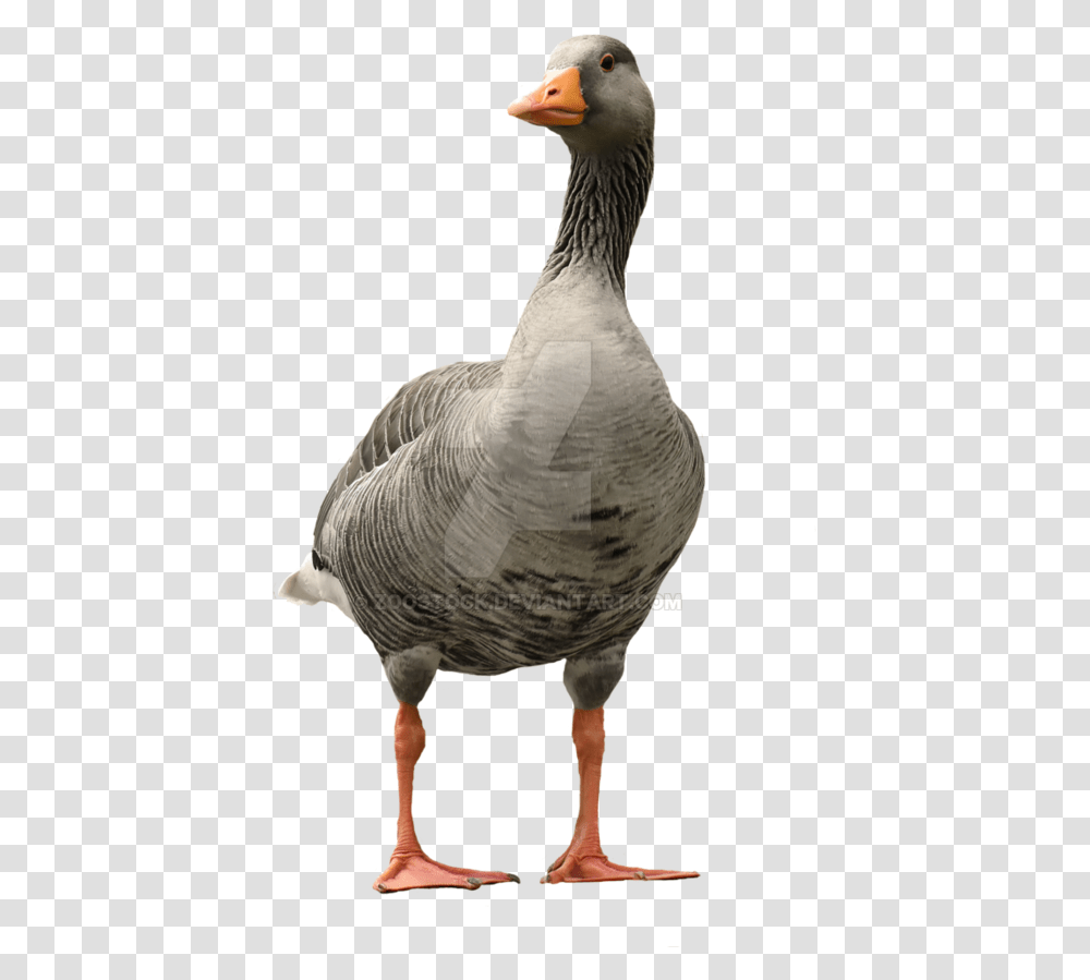 Goose Background, Bird, Animal Transparent Png