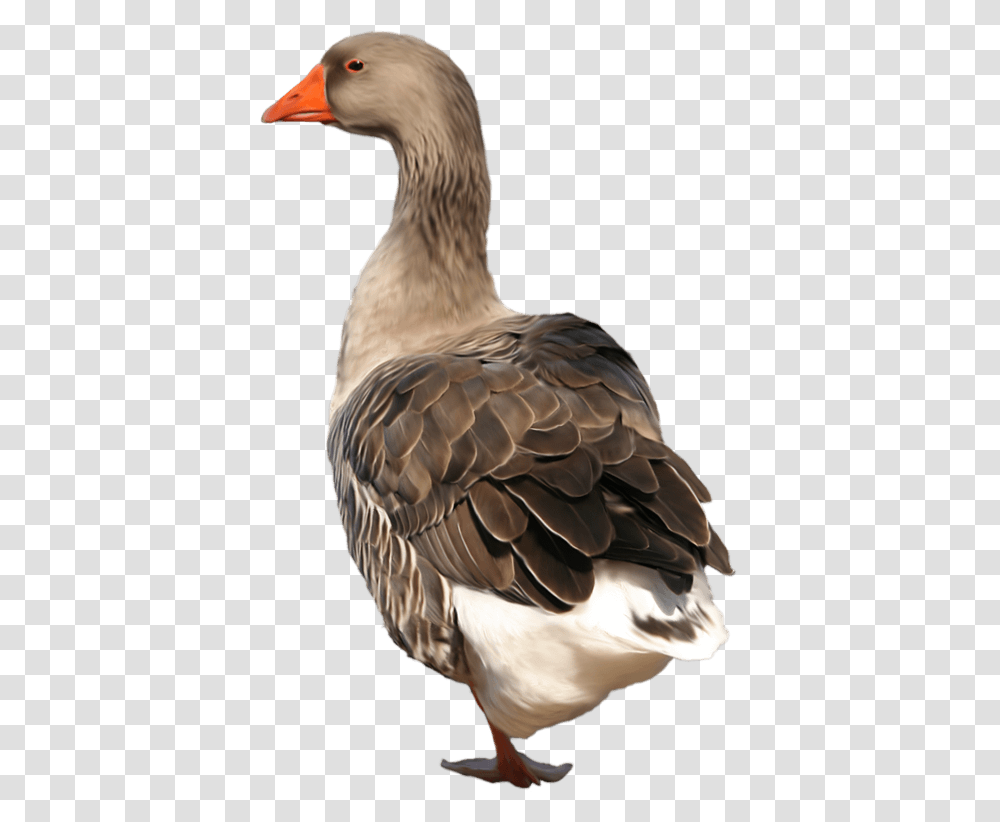 Goose Background Goose, Bird, Animal, Beak, Anseriformes Transparent Png