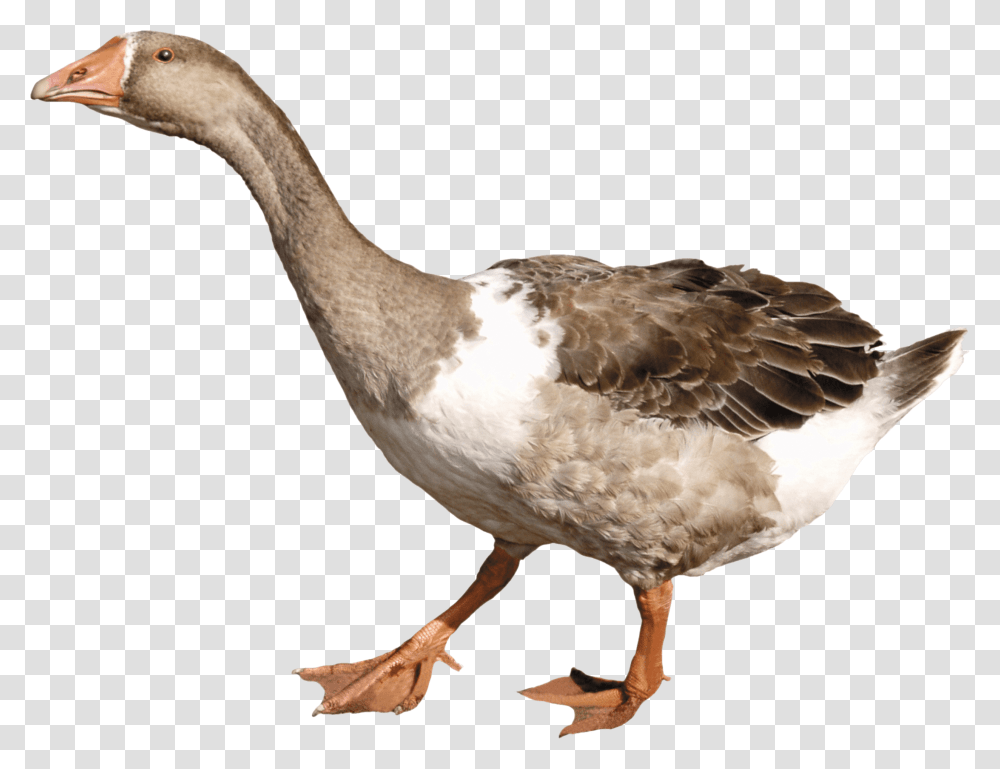 Goose, Bird, Animal, Anseriformes, Waterfowl Transparent Png