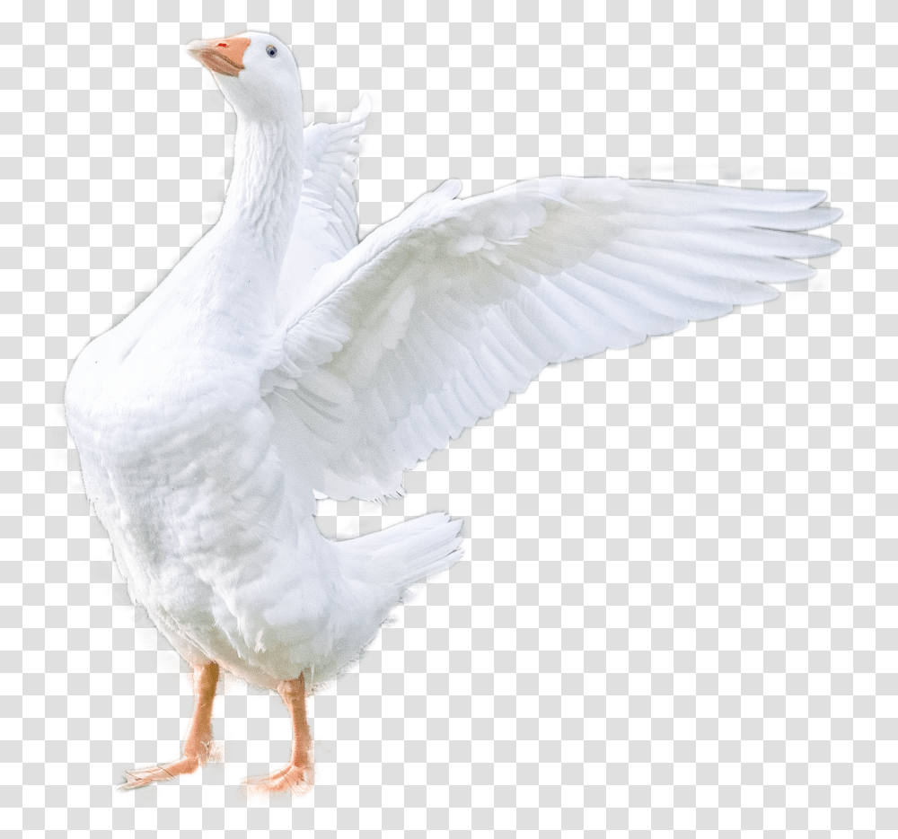 Goose, Bird, Animal, Chicken, Poultry Transparent Png