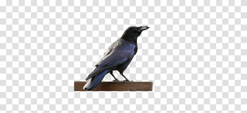 Goose, Bird, Animal, Crow, Blackbird Transparent Png