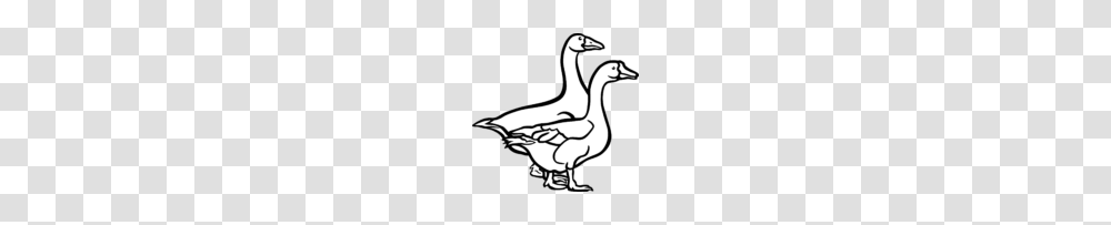 Goose, Bird, Animal, Duck Transparent Png