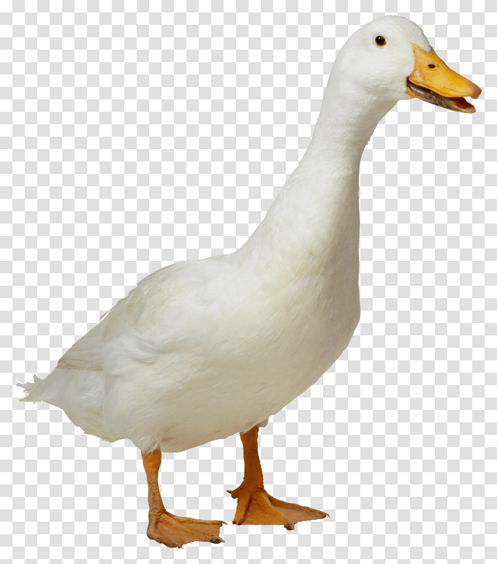 Goose, Bird, Animal, Duck, Waterfowl Transparent Png