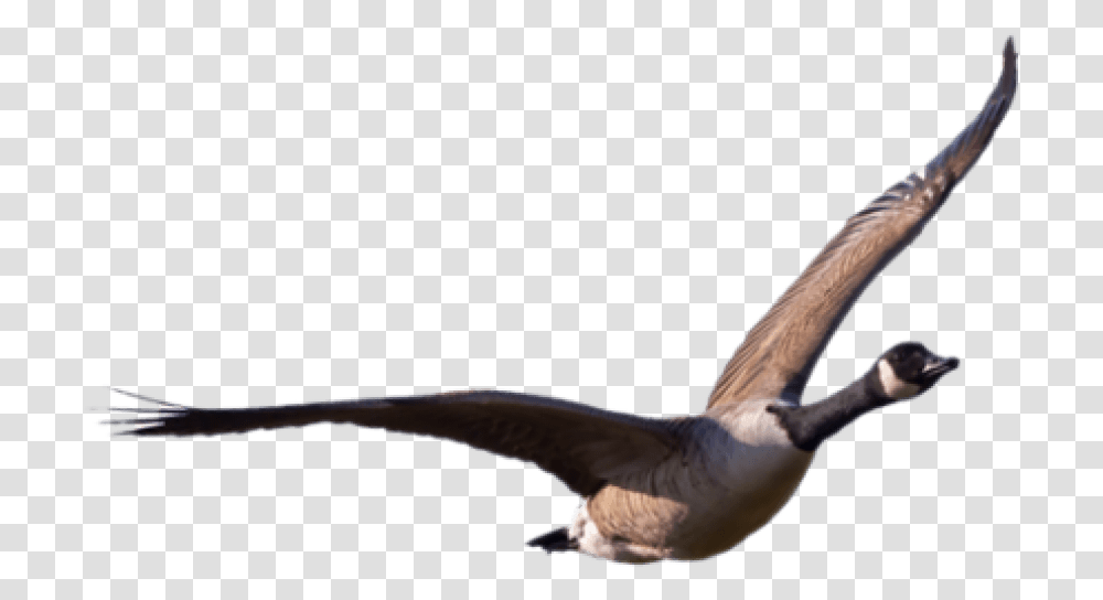 Goose, Bird, Animal, Flying, Seagull Transparent Png