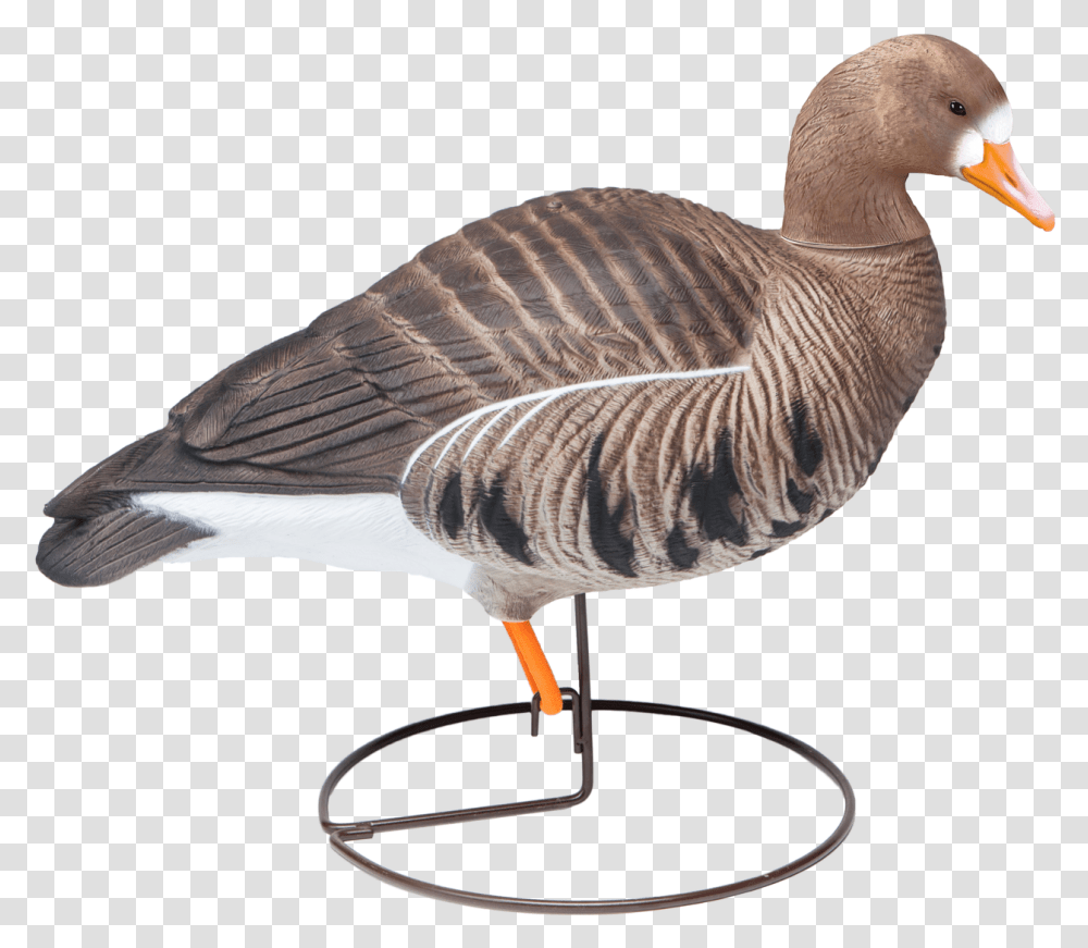 Goose, Bird, Animal, Waterfowl, Anseriformes Transparent Png
