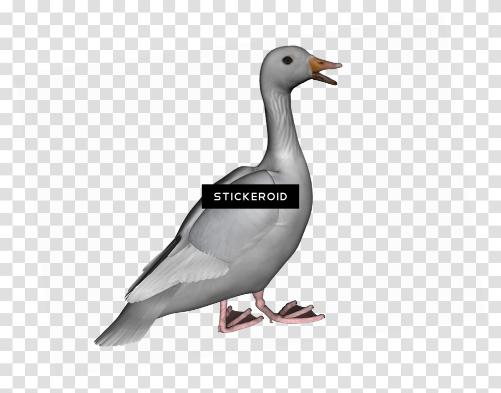 Goose, Bird, Animal, Waterfowl, Anseriformes Transparent Png