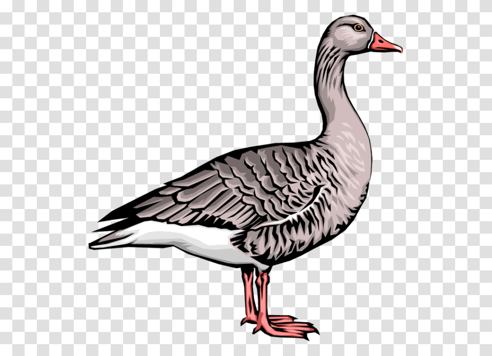 Goose Clip Art, Bird, Animal, Waterfowl, Beak Transparent Png