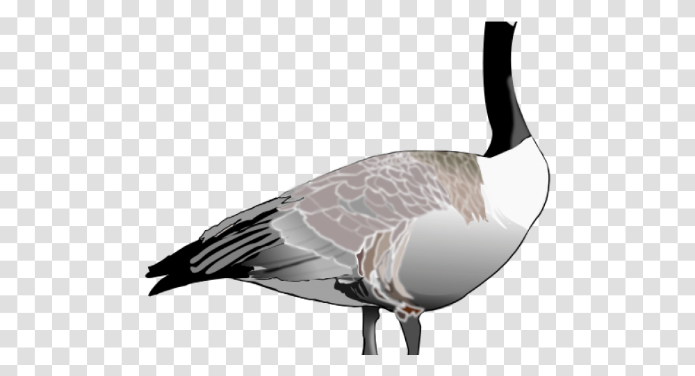 Goose Clipart Canada Goose Clipart, Bird, Animal, Anseriformes, Waterfowl Transparent Png