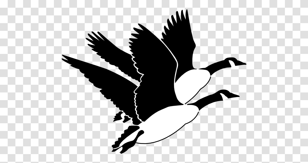 Goose Clipart, Silhouette, Bird, Animal, Stencil Transparent Png