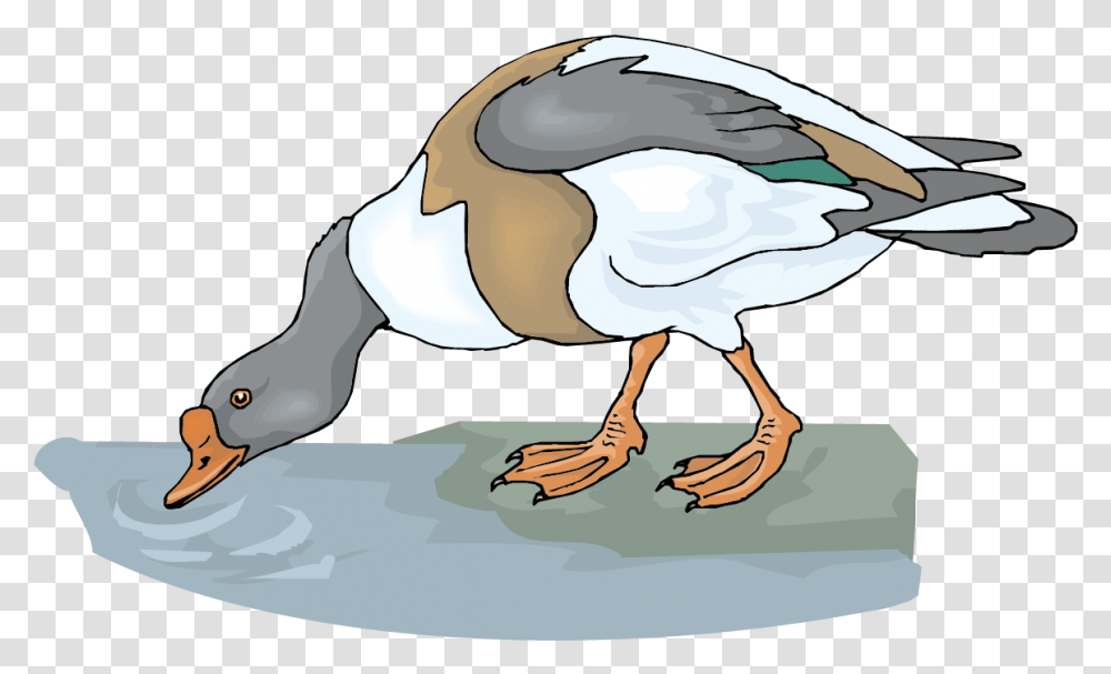 Goose Clipart Vector, Helmet, Apparel, Bird Transparent Png