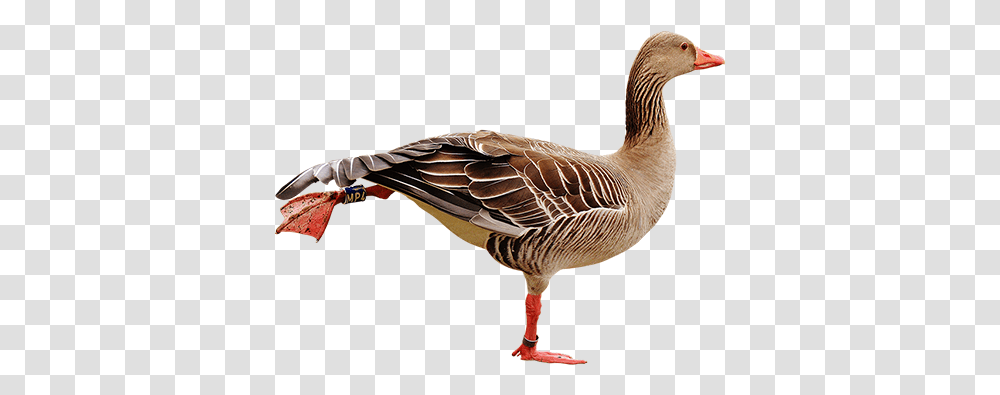 Goose Doing Leg Lifts Aquatic Birds Animals Gs Transparent Png