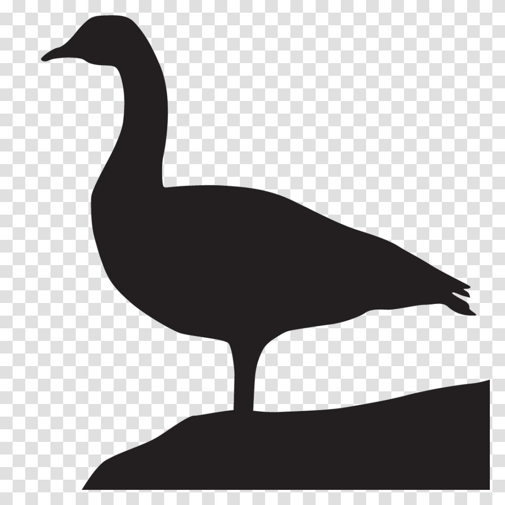 Goose Download Image Arts, Bird, Animal, Waterfowl, Duck Transparent Png