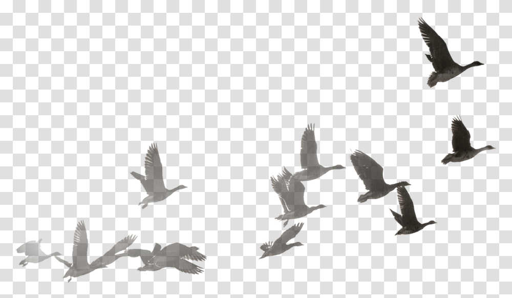 Goose Flock Dove Flock Of Dove, Flying, Bird, Animal, Eagle Transparent Png