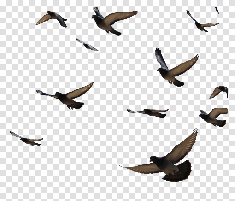 Goose Flock Dove, Flying, Bird, Animal, Pigeon Transparent Png