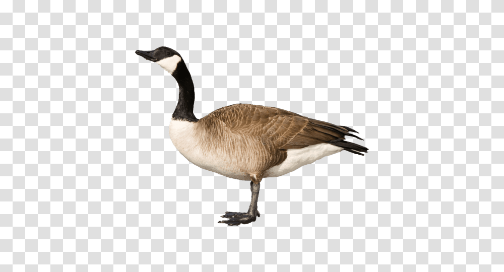 Goose Free S, Bird, Animal Transparent Png