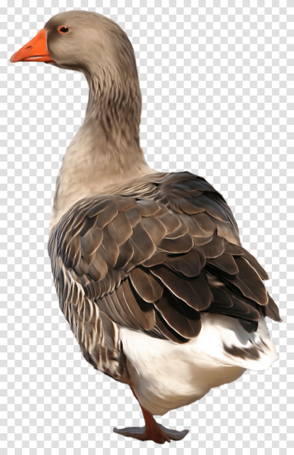 Goose Goose, Bird, Animal, Beak Transparent Png