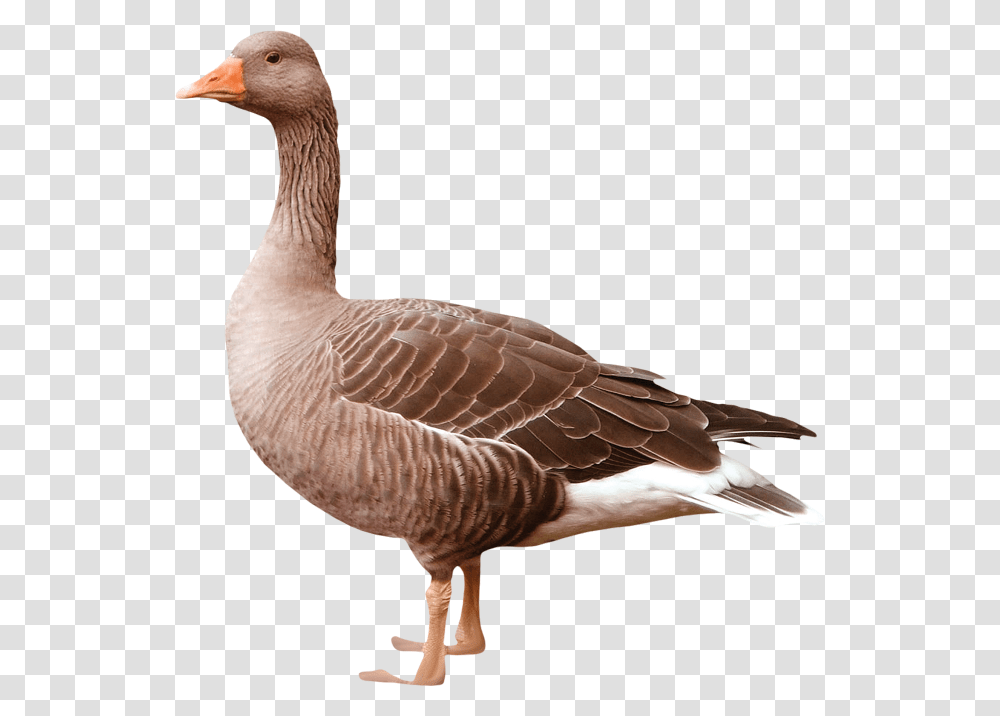 Goose Goose Greylag Goose, Bird, Animal Transparent Png
