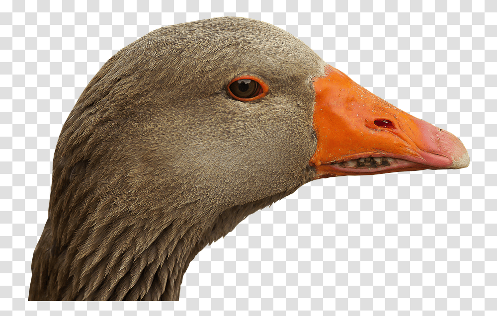 Goose Head Beak Bill Bird Goose Head, Animal, Swan, Duck Transparent Png