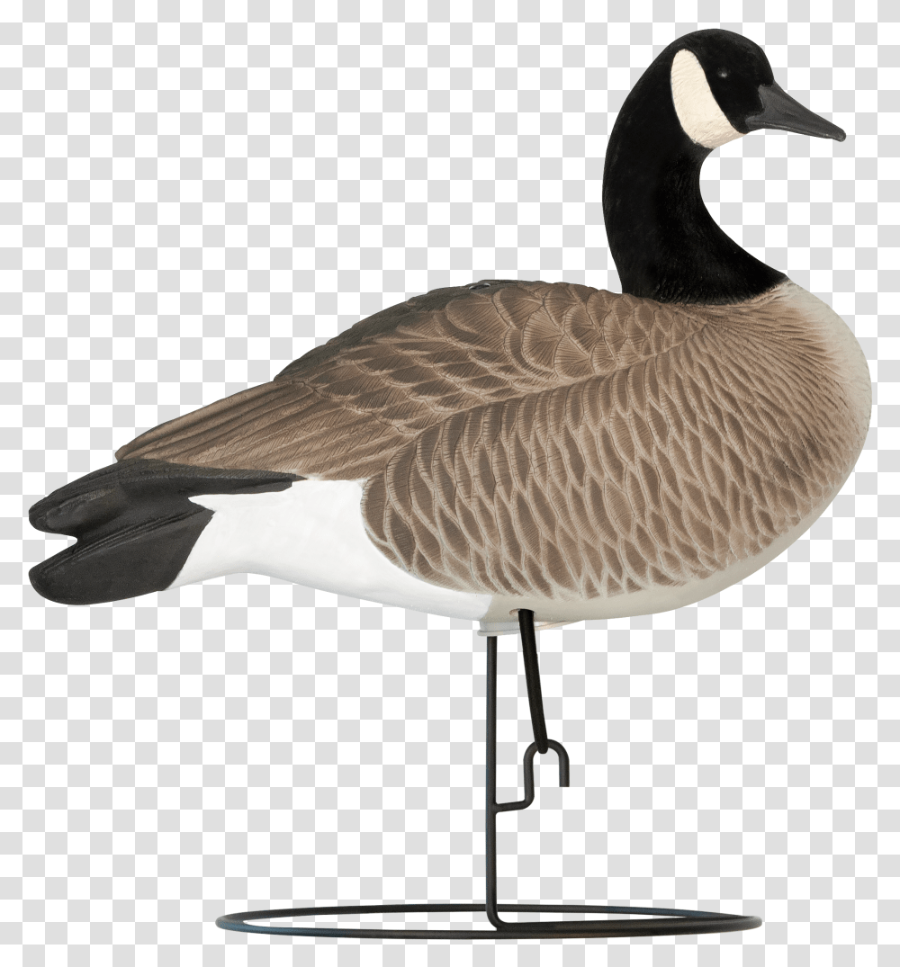 Goose Head Canada Goose, Bird, Animal, Waterfowl Transparent Png
