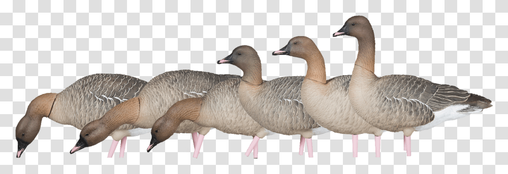 Goose Head Mallard, Bird, Animal, Waterfowl, Anseriformes Transparent Png