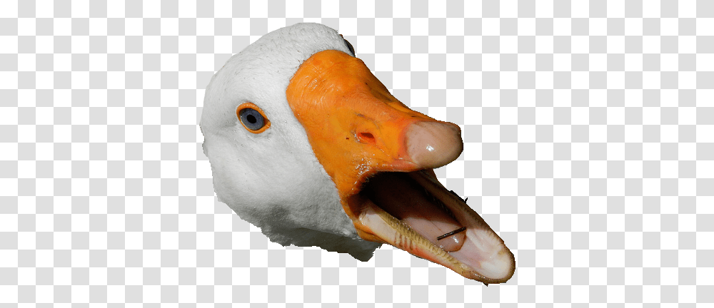 Goose Head & Clipart Free Download Ywd Duck Head, Beak, Bird, Animal, Fish Transparent Png
