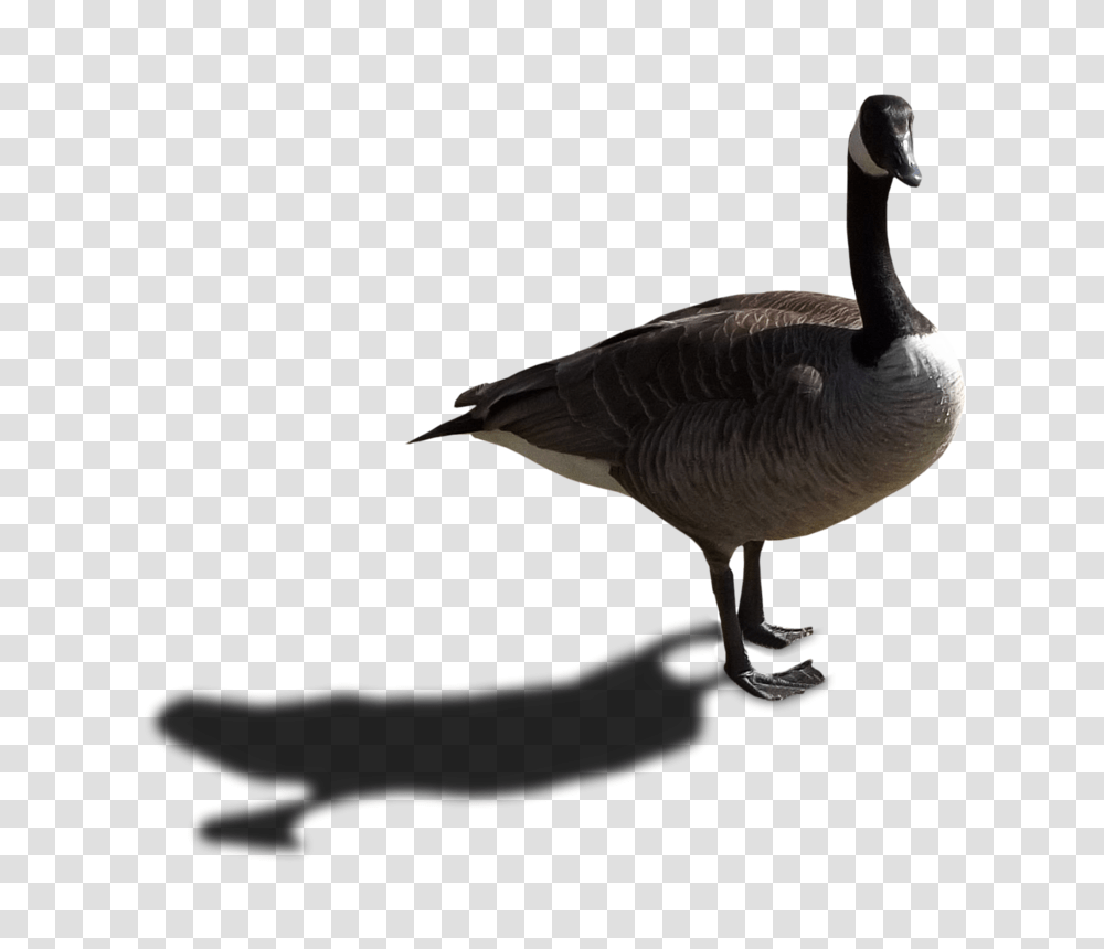 Goose Image Arts, Bird, Animal, Waterfowl Transparent Png