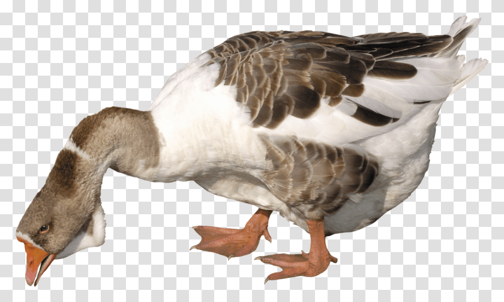 Goose Image Background Fat Goose, Bird, Animal, Anseriformes, Waterfowl Transparent Png