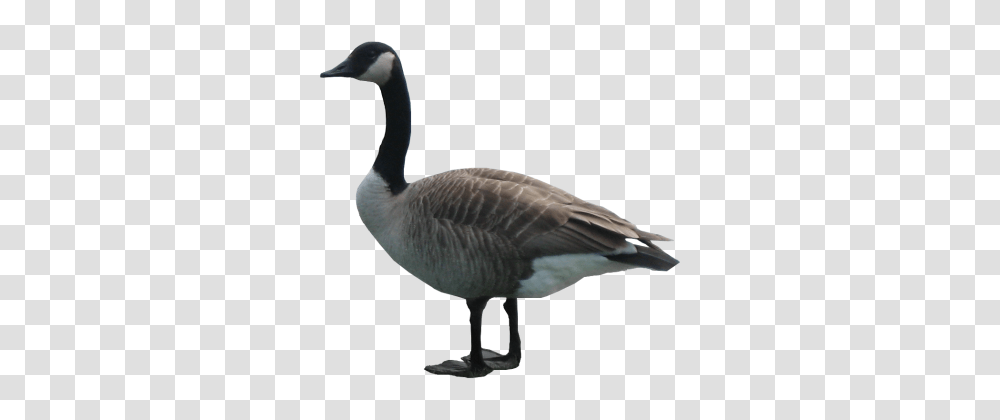 Goose Image, Bird, Animal, Waterfowl, Anseriformes Transparent Png