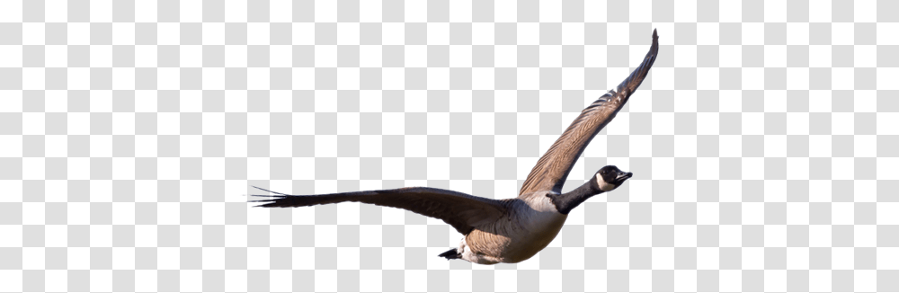 Goose Images Free Download, Bird, Animal Transparent Png