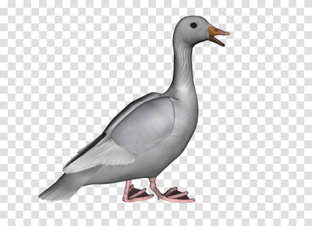 Goose Photos, Bird, Animal, Anseriformes, Waterfowl Transparent Png