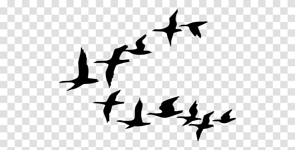 Goose Pictures, Flock, Animal, Silhouette, Flying Transparent Png