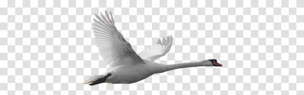 Goose Repl Hatty, Bird, Animal, Flying, Waterfowl Transparent Png
