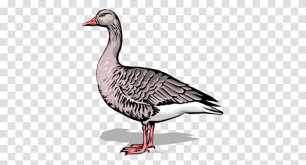 Goose Royalty Free Vector Clip Art Illustration, Bird, Animal, Waterfowl, Anseriformes Transparent Png