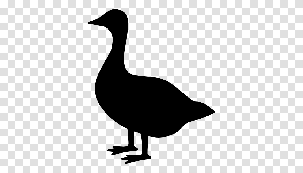 Goose, Silhouette, Bird, Animal, Waterfowl Transparent Png