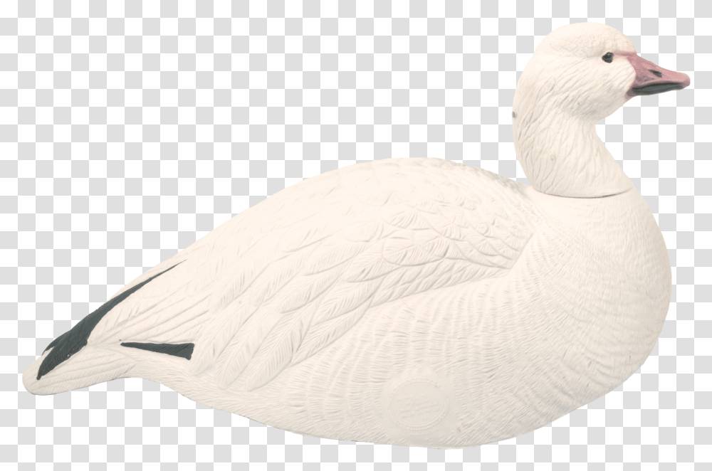 Goose Snow Animal Seaduck, Bird, Swan, Anseriformes, Waterfowl Transparent Png