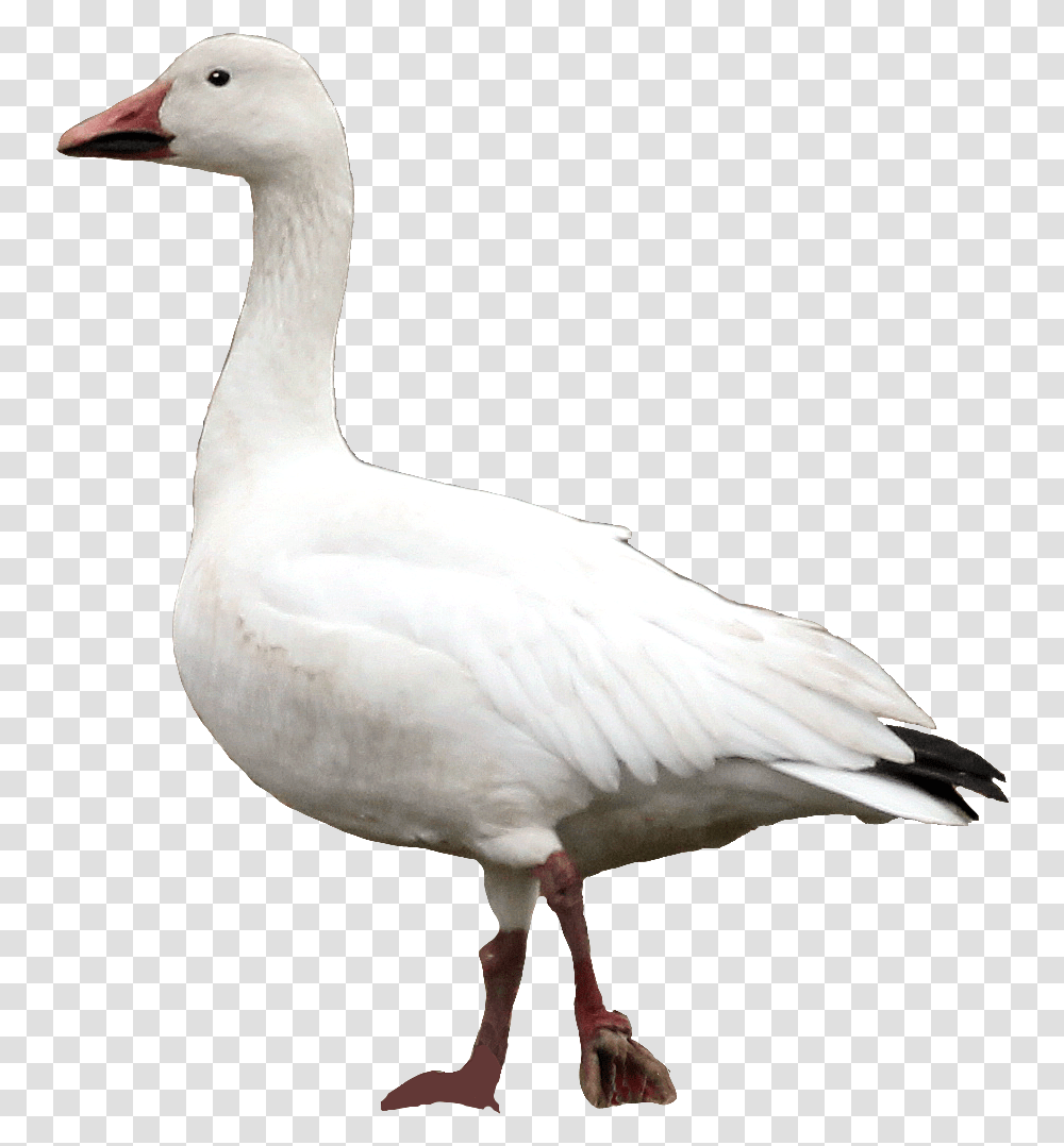 Goose Snow Goose, Bird, Animal, Swan, Anseriformes Transparent Png