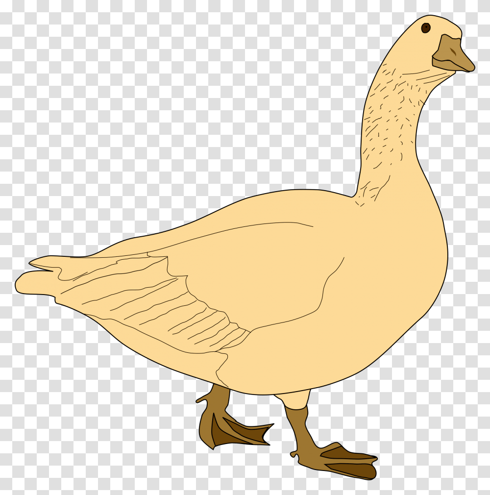 Goose22 Oca Gris Goose Clip Art, Bird, Animal, Duck, Banana Transparent Png