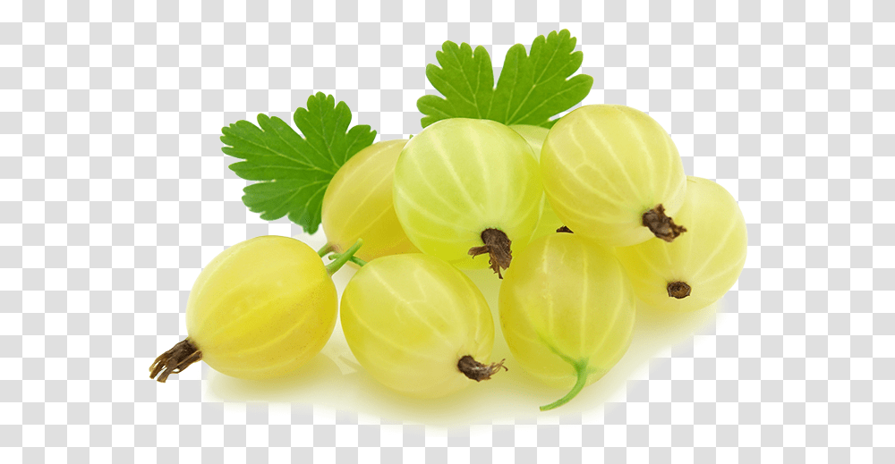 Gooseberry, Plant, Honey Bee, Insect, Invertebrate Transparent Png