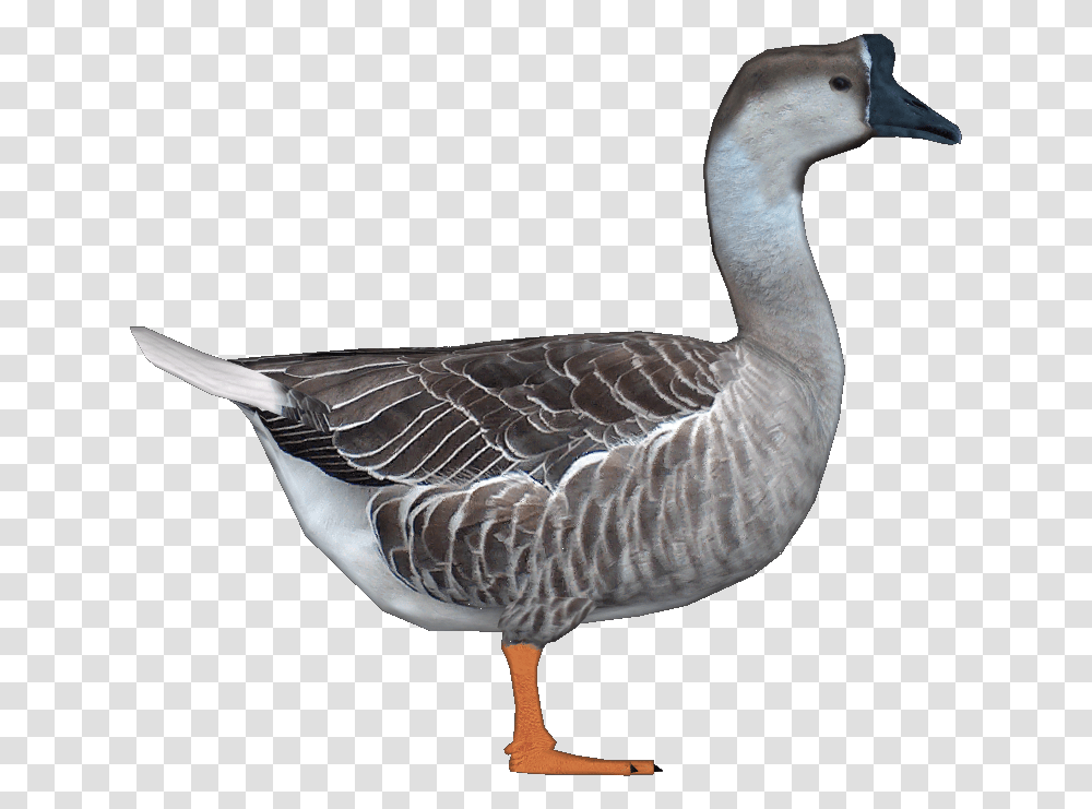 Goosechinese Jimmyzhoopz Chinese Goose, Bird, Animal, Waterfowl, Duck Transparent Png