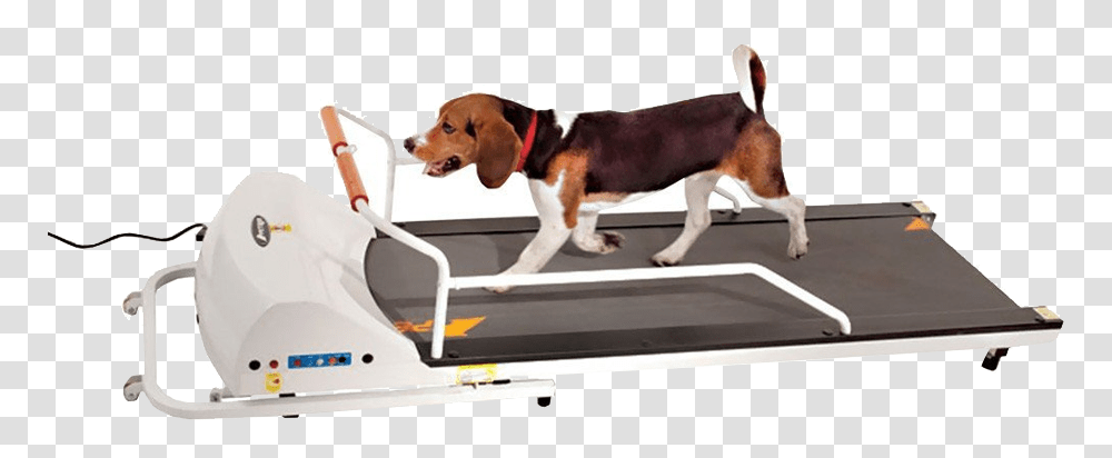 Gopet Petrun Dog Treadmill, Hound, Canine, Animal, Mammal Transparent Png