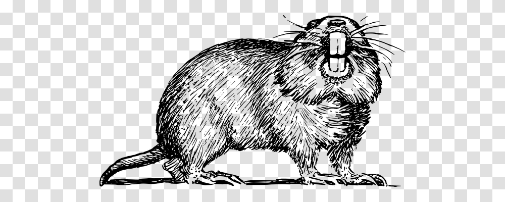 Gopher Animals, Gray, World Of Warcraft Transparent Png