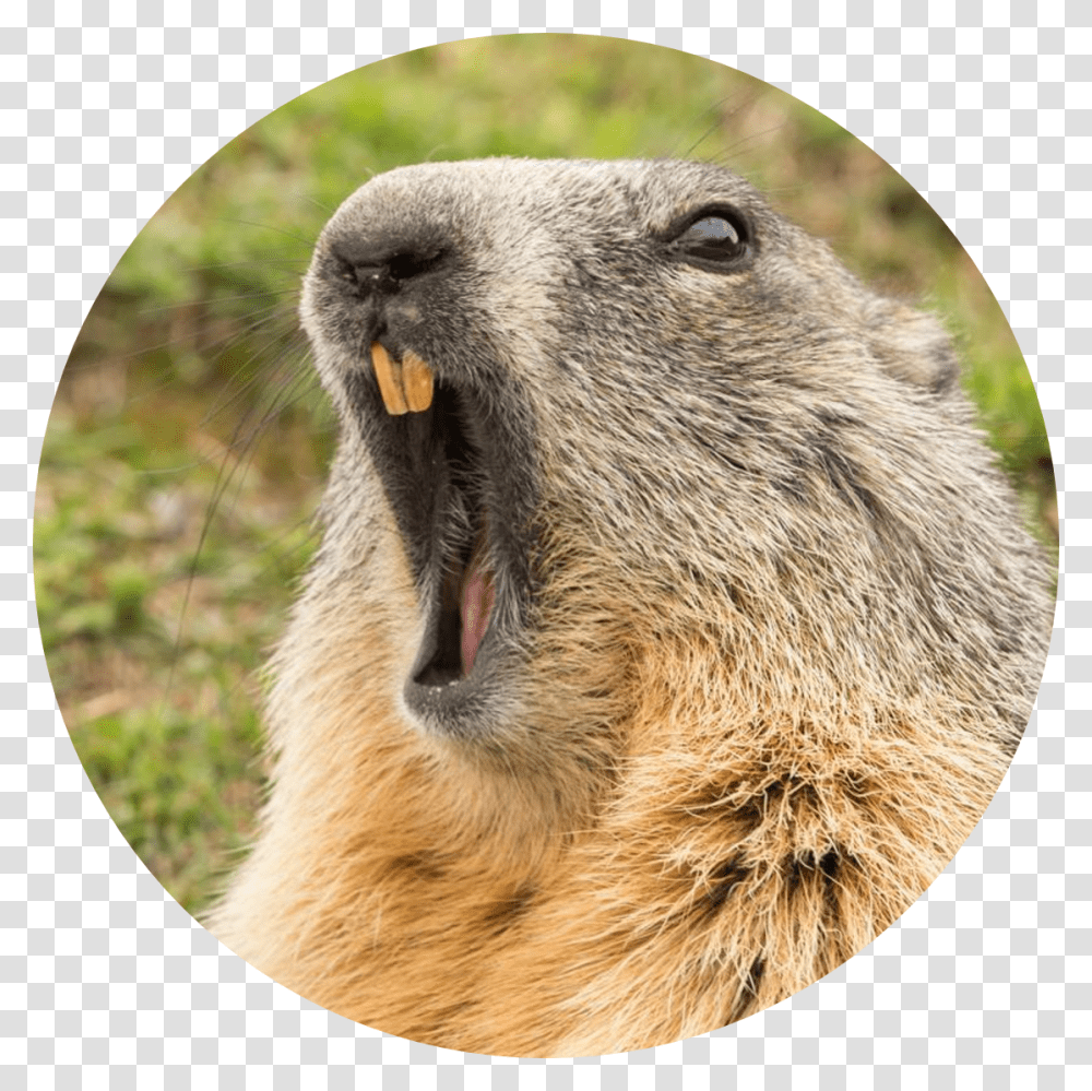 Gopher Groundhogs And Woodchucks, Mammal, Animal, Wildlife, Bird Transparent Png