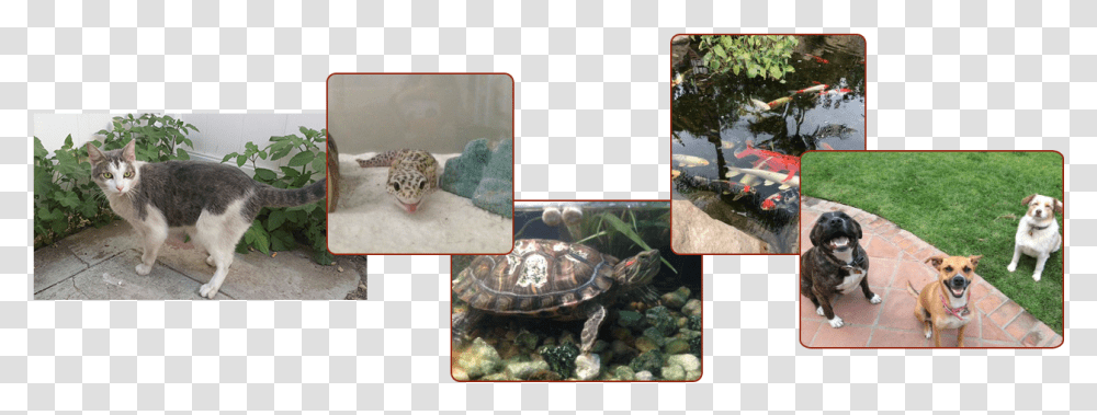 Gopher Tortoise, Dog, Pet, Canine, Animal Transparent Png