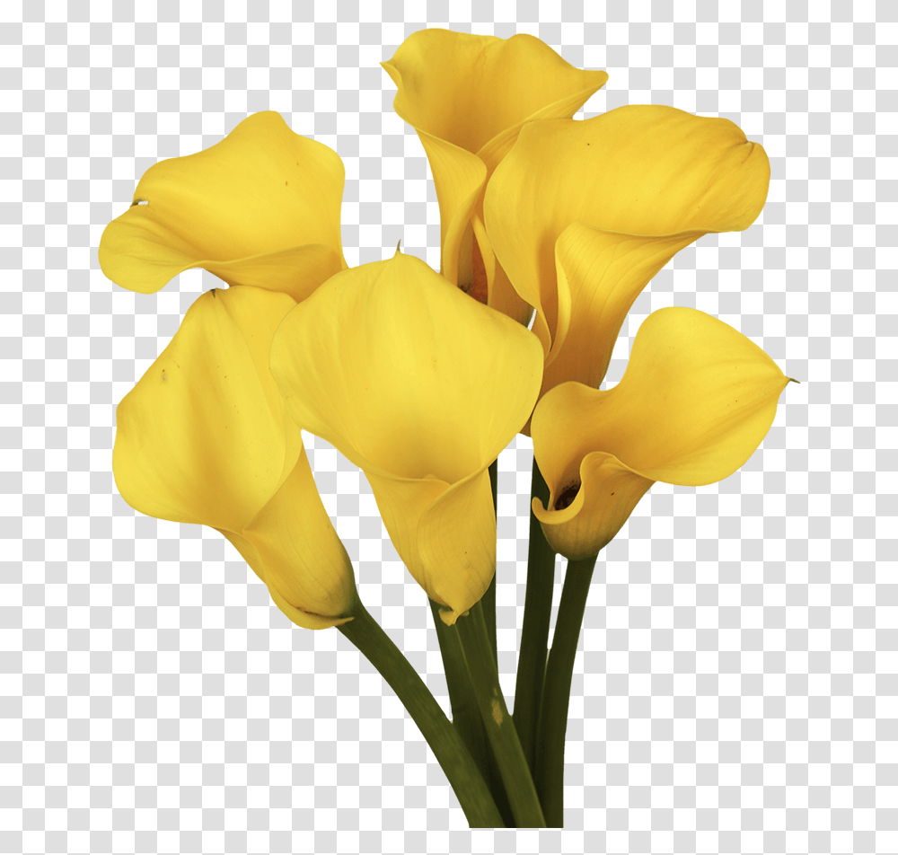 Gorgeous Golden Yellow Calla Lily Flowers Giant White Arum Lily, Plant, Petal, Blossom, Rose Transparent Png