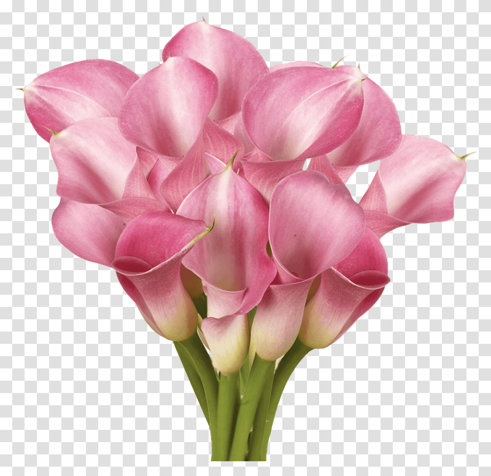 Gorgeous Lavender Calla Lily Flowers Girly, Plant, Rose, Blossom, Geranium Transparent Png