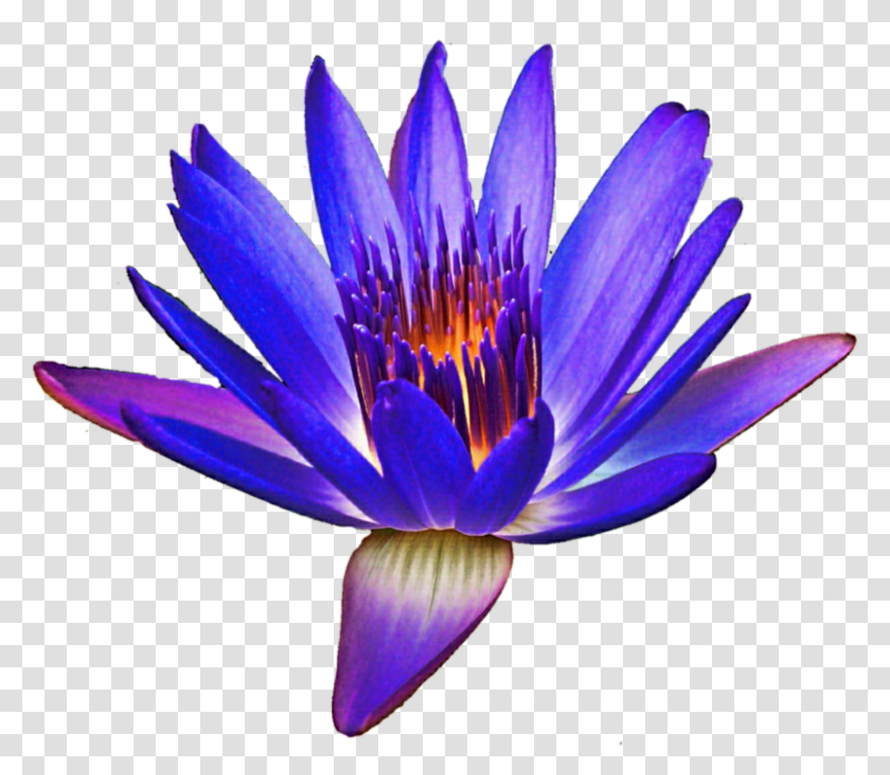 Gorgeous Water Lily, Flower, Plant, Blossom, Pond Lily Transparent Png