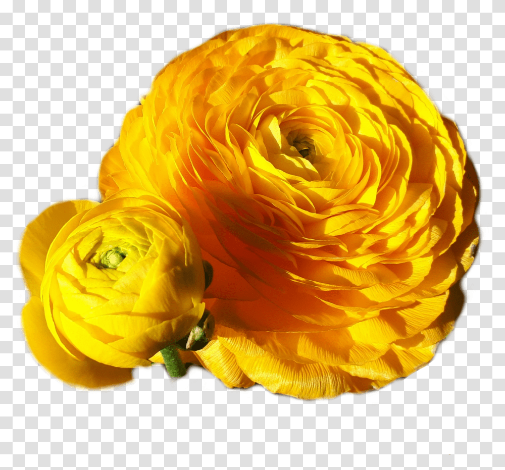 Gorgeous Yellow Gold Flower Plant Photo Pho Rose, Petal, Dahlia, Flower Arrangement, Animal Transparent Png