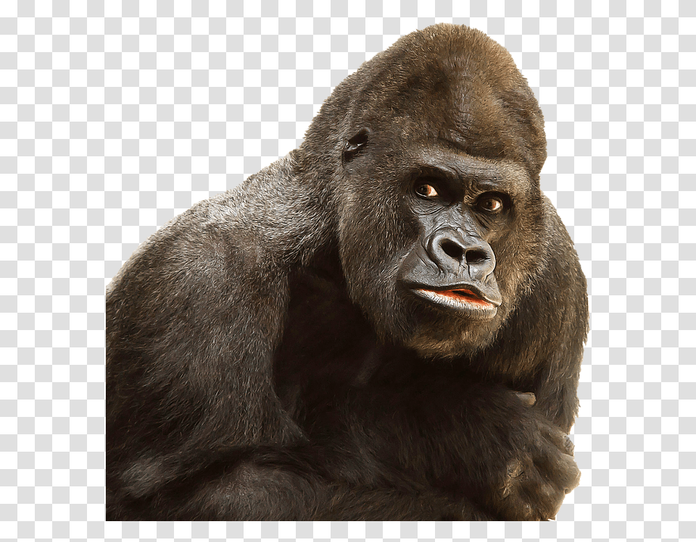 Gorilla 960, Animals, Ape, Wildlife, Mammal Transparent Png