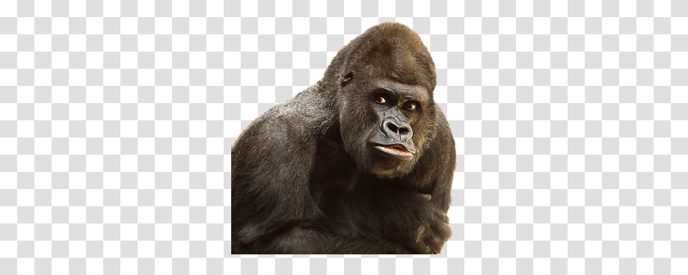 Gorilla Nature, Ape, Wildlife, Mammal Transparent Png